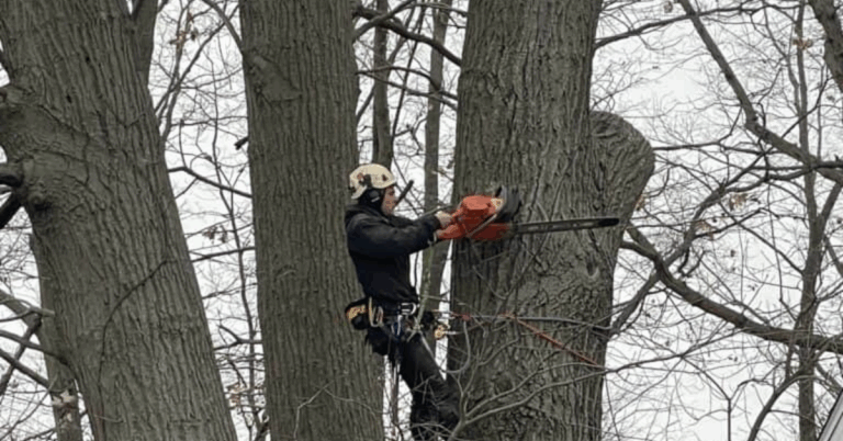 The Importance of Hiring a Professional Tree Removal Service
