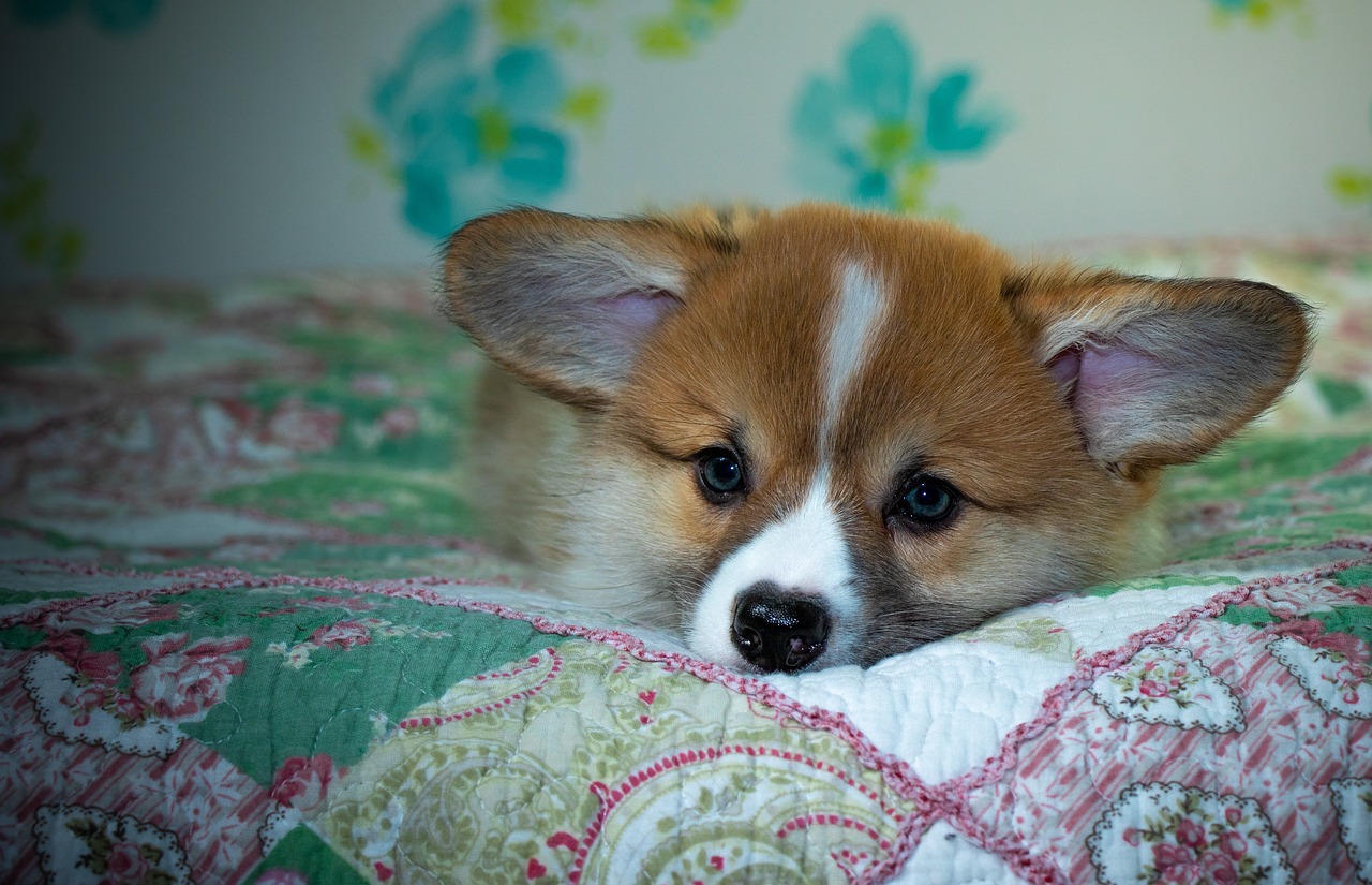 Exploring 99exch: A Comprehensive Review of India’s Premier Exchange Platform